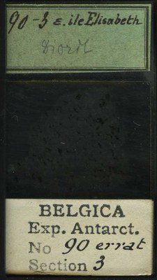 belgica antarctica expeditie 90.3b.jpg