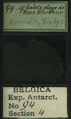 belgica antarctica expeditie 94.4b.jpg
