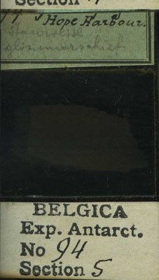 belgica antarctica expeditie 94.5b.jpg
