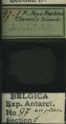 belgica antarctica expeditie 97.1b.jpg