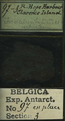 belgica antarctica expeditie 97.3b.jpg