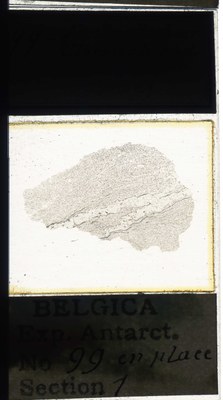 belgica antarctica expeditie 99.1a.jpg