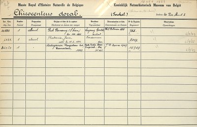 Chirocentrus-dorab-001.jpg