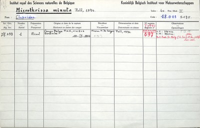 Microthrissa-minuta-001.jpg