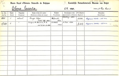 Elops-lacerta-001.jpg