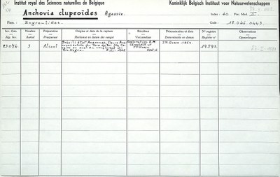 Anchovia-clupeoïdes-001.jpg