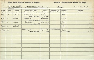 Engraulis-commersonianus-001.jpg