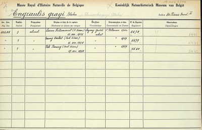 Engraulis-grayi-001.jpg