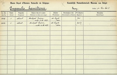 Engraulis-hamiltonii-001.jpg