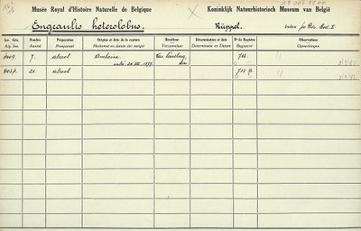 Engraulis-heterolobus-001.jpg