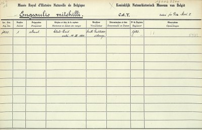 Engraulis-mitchilli-001.jpg