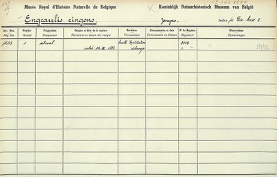 Engraulis-ringens-001.jpg