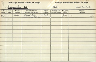 Engraulis-tri-001.jpg