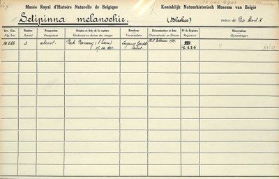 Setipinna-melanochir-001.jpg