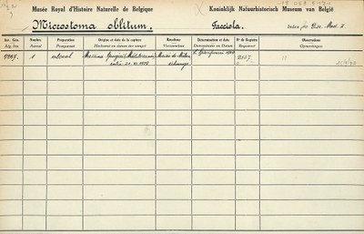 Microstoma-oblitum-001.jpg