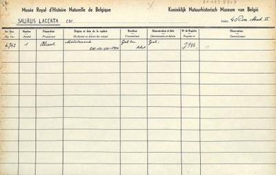 Saurus-lacerta-001.jpg