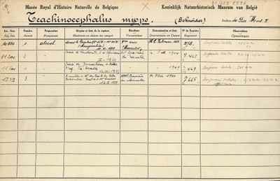 Trachinocephalus-myops-001.jpg