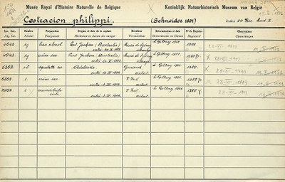 Cestracion-philippi-001.jpg