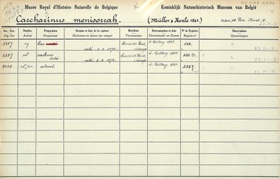 Carcharinus menisorrah-001.jpg