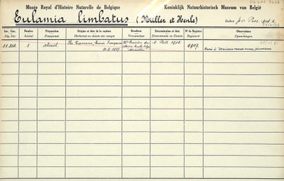 Eulamia limbatus-001.jpg