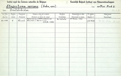 Stegostoma-varians-001.jpg