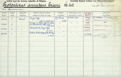 Protopterus-annectens-brieni-001.jpg