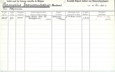 Dasyatis-brevicaudatus-001.jpg