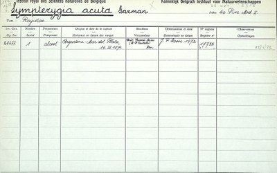 Sympterygia-acuta-001.jpg