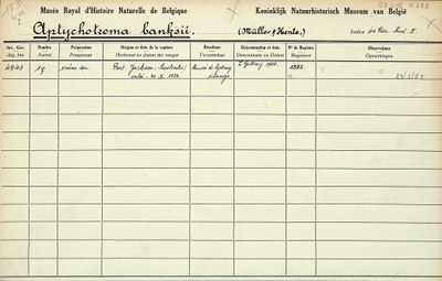 Aptychotrema-banksii-001.jpg