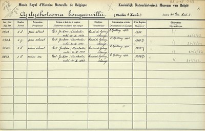 Aptychotrema-bougainvillii-001.jpg