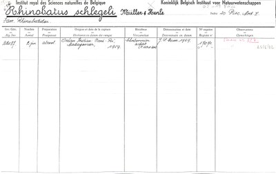 Rhinobatus-schlegeli-001.jpg