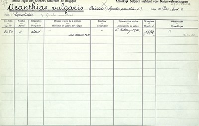 Acanthias-vulgaris-003.jpg
