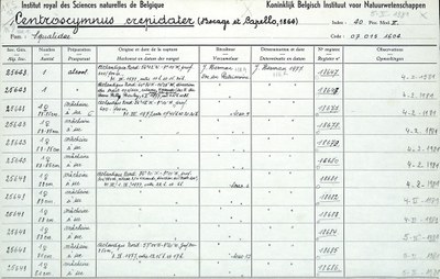 Centroscymnus-crepidater-001.jpg