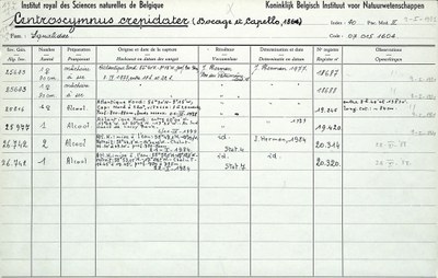 Centroscymnus-crepidater-002.jpg