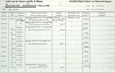 Deania-calceus-001.jpg