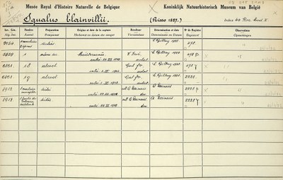 Squalus-blainvillii-001.jpg